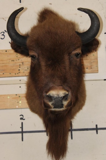 BUFFALO or BISON Shoulder Mount