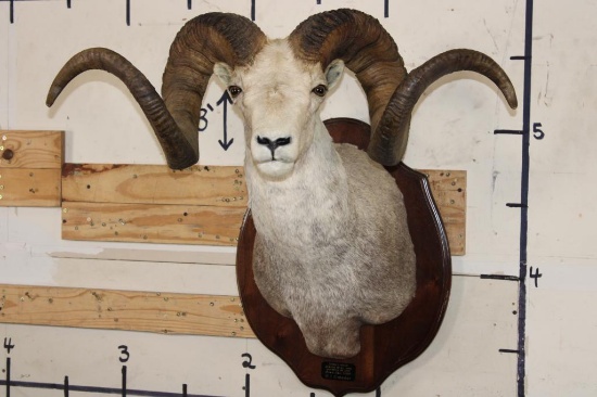Massive STONE SHEEP Shoulder Mount with modified (lengthened) Horns on a Wood Plaque