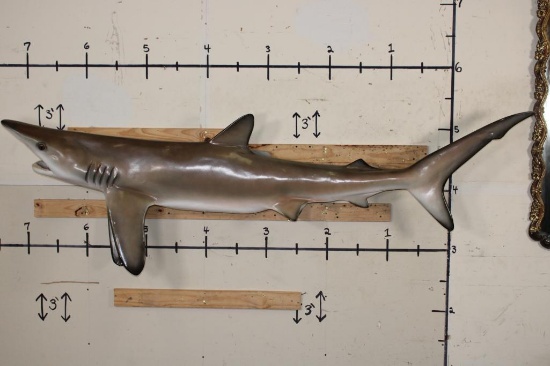 XL Reproduction BLACKTIP SHARK with Real Jaws and Teeth!