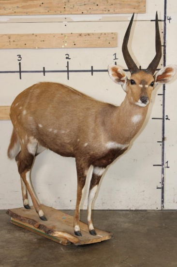 Life-sized CAPE BUSHBUCK with XL Horns