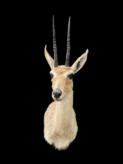 *Trophy Size* GREY or VAAL RHEBOK Shoulder Mount