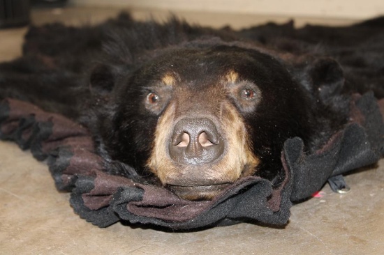 Double Felted BLACK BEAR Rug with its Mounted Head and All its Claws