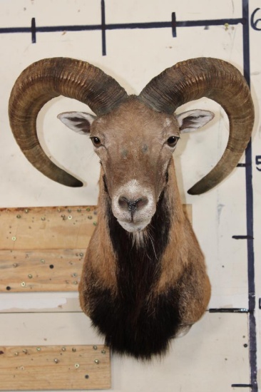 MOUFLON Shoulder Mount