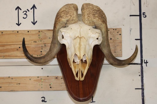 MUSK OX Skull on a Wooden Wall Pedestal