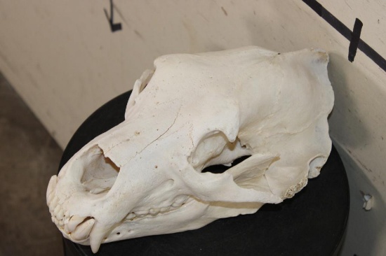 RUSSIAN BROWN BEAR Skull with All its Teeth