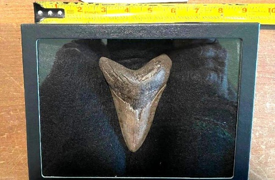 (1) Huge MEGALODON SHARK Tooth Fossil in a Glass Display Case