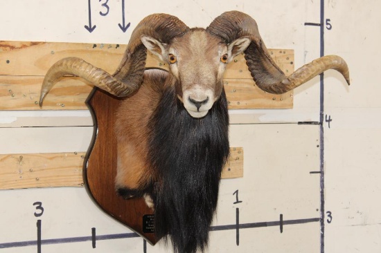 Big CORSICAN SHEEP RAM Shoulder Mount on a Wooden Plaque