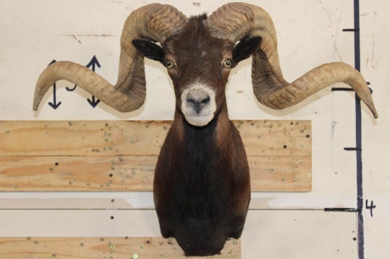Big BLACK HAWAIIAN RAM Shoulder Mount