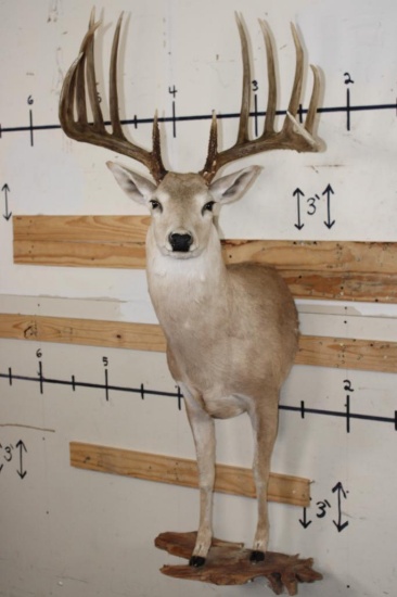 Half-body WHITETAIL DEER Mount with Reproduction Antlers after the "Kansas City King"