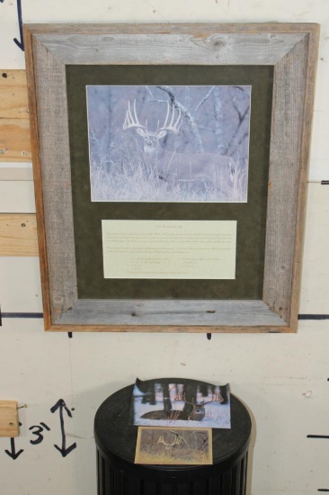 Photo Print of the famous "Kansas City Deer" Whitetail in a Wood Frame with Detailed Story Plaque
