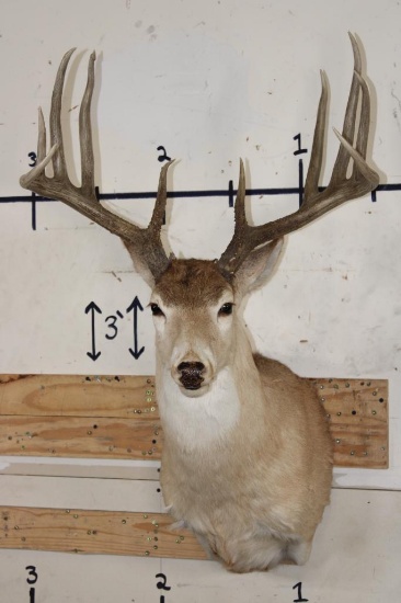 11-Point WHITETAIL Shoulder Mount with a 176 3/8 Boone and Crockett Score