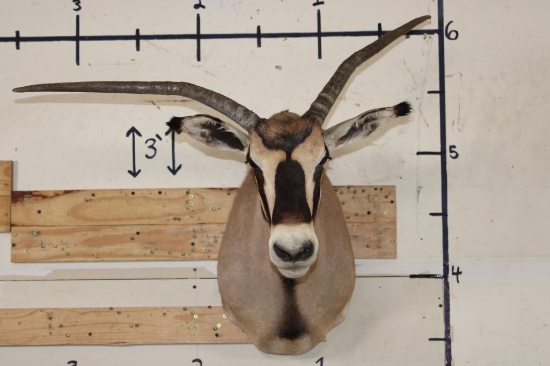 *TEXAS RESIDENTS ONLY* FRINGE-EARED ORYX Shoulder Mount with a Unique Horn Deformity