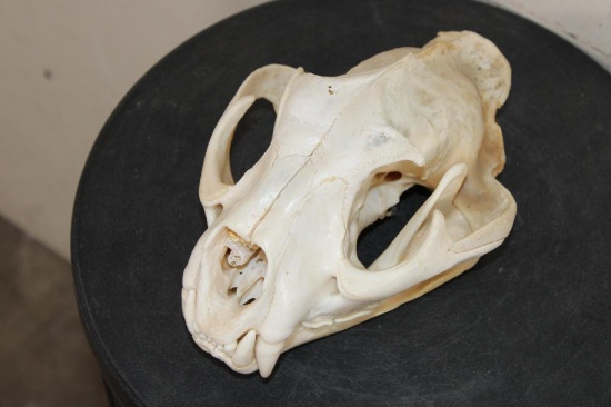 MOUNTAIN LION or COUGAR Skull with All its Teeth
