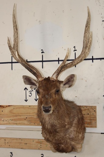 RUSA DEER Shoulder Mount