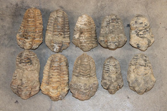 (10) TRILOBITE Fossil Specimens from Morocco (ONE$)