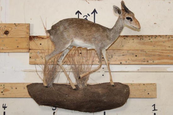 Life-sized GUNTHER'S DIK-DIK on a Wall Hanging Base