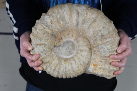 BIG AMMONITE FOSSIL from Morocco with a Metal Display Stand, Weight: 16 lbs