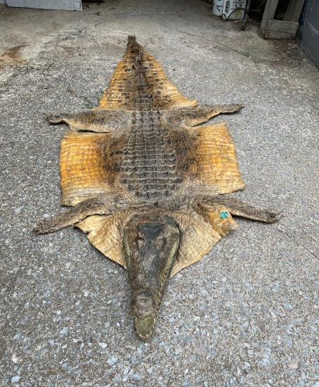 African NILE CROCODILE Hide