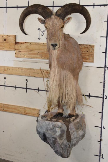 Half-body AOUDAD on a Simulated Rock Base