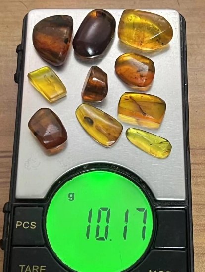(10) Pieces of Authentic Myanmar AMBER Fossil Insect Specimens, Weight: 10.17 grams (ONE$)