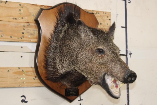 JAVELINA Shoulder Mount on a Wooden Plaque