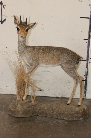 Life-sized GUNTHER'S DIK DIK on a Simulated Rock Base