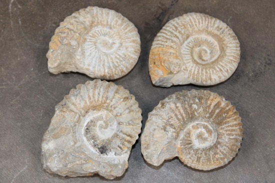 (4) AMMONITE FOSSIL Specimens from Morocco (ONE$)