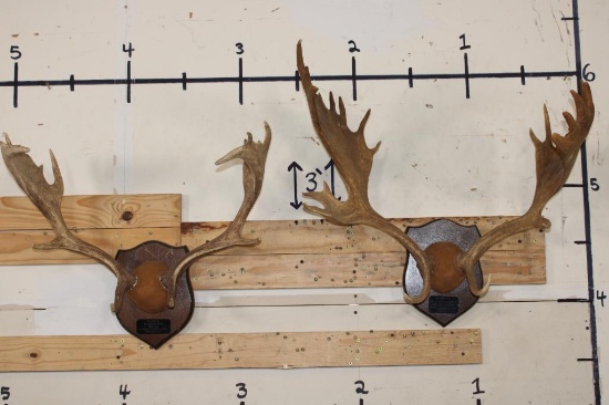 (2) FALLOW DEER Racks on Wooden Plaques (ONE$)