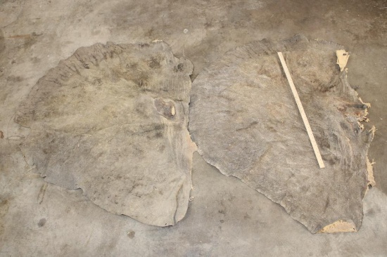 (2) Big and Soft African ELEPHANT Ears (ONE$)