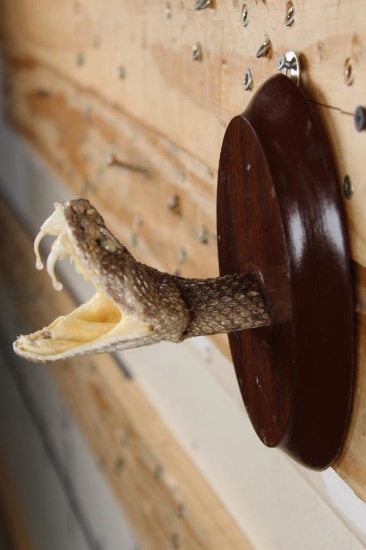 BIG Mounted Western Diamondback RATTLESNAKE Head with 3 Fangs!