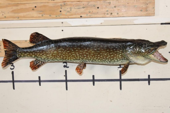 "Real Skin" NORTHERN PIKE Fish Mount