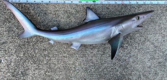 *New* Reproduction SAND SHARK Fish Mount