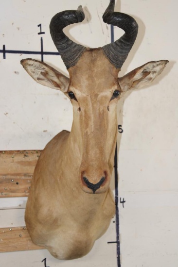 LICHTENSTEIN'S HARTEBEEST Shoulder Mount