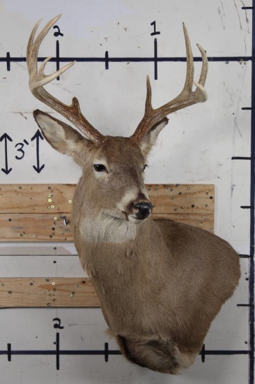 9-Point WHITETAIL DEER Wall Pedestal