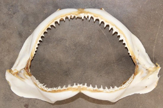 Big SHARK Jaws with Rows of Razor Sharp Teeth