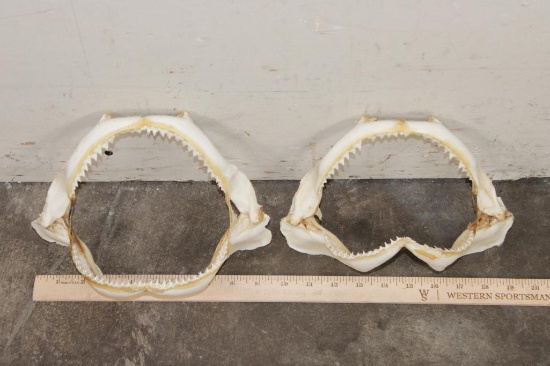 (2) SHARK Jaws (ONE$)