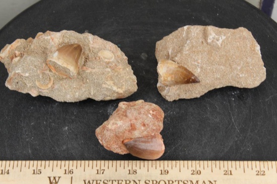 (3) MOSASAUR TEETH in their SANDSTONE Matrices (ONE$)