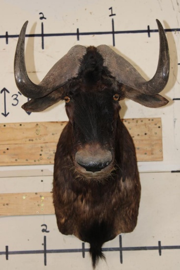 BLACK WILDEBEEST Shoulder Mount