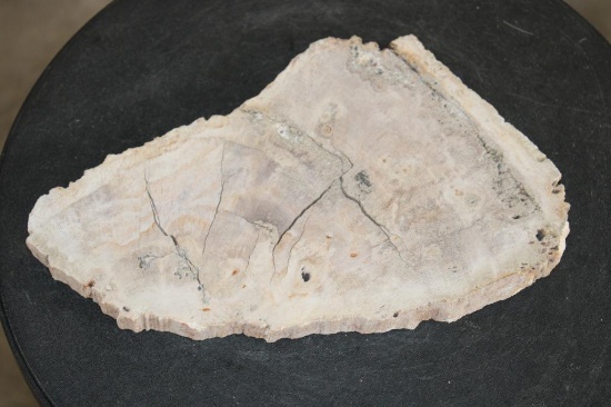Polished PETRIFIED FOSSILIZED WOOD Slice from Indonesia