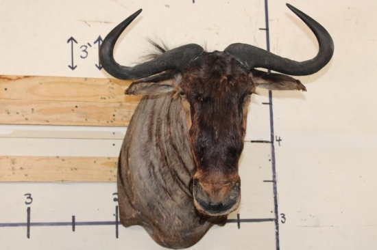 BLUE WILDEBEEST Shoulder Mount