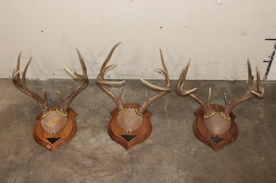 (3) WHITETAIL DEER Antler Racks on Wooden Plaques (ONE$)