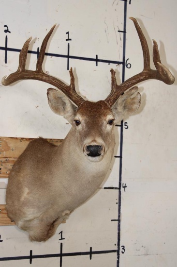 9-Point WHITETAIL DEER Shoulder Mount with a Heavy Rack