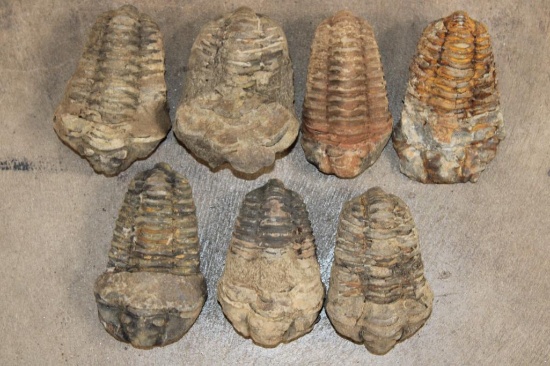 (7) TRILOBITE Fossils from Morocco. (ONE$)