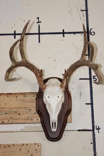 11-Point WHITETAIL DEER Skull on a Wood Plaque