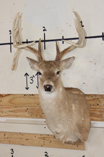 12-Point WHITETAIL DEER Shoulder Mount