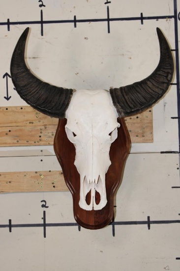 WATER BUFFALO Skull on a Wood Wall Pedestal