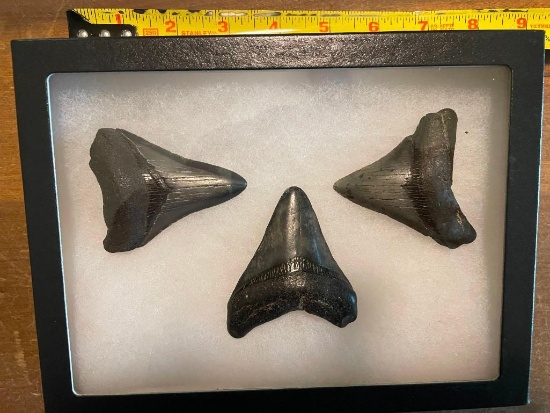 (3) MEGALODON SHARK Tooth Fossils in a Glass Display Case (ONE$)
