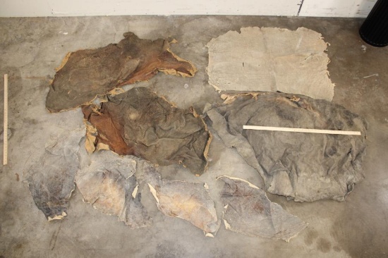 (8) Pieces of African ELEPHANT Hide or Skin (ONE$)