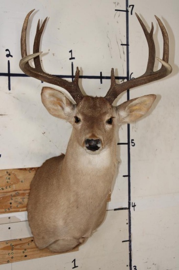 10-Point WHITETAIL DEER Shoulder Mount