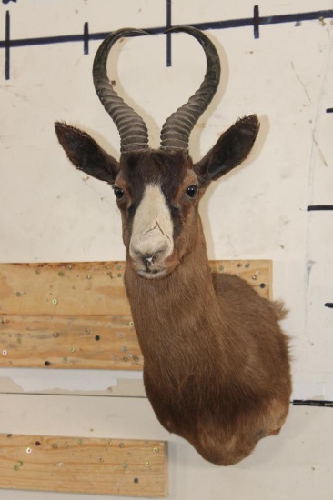 CHOCOLATE SPRINGBOK Shoulder Mount